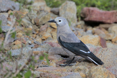 Clark's Nutcracker