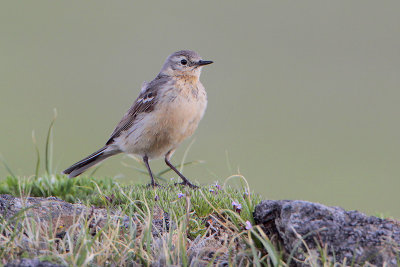 American Pipit