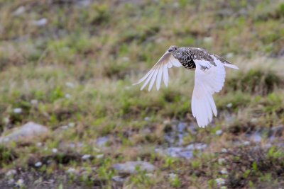 White-tailed Ptarmigan