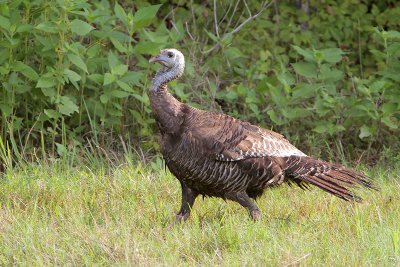 Wild Turkey