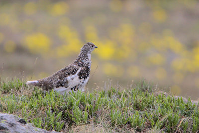 White-tailed Ptarmigan