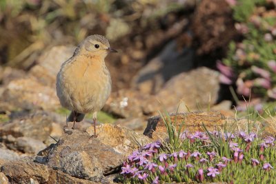 American Pipit