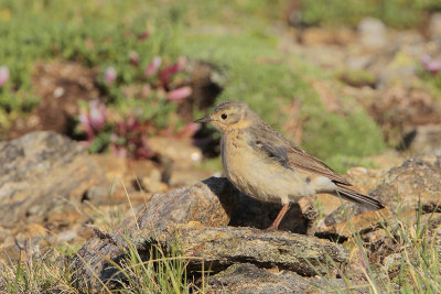 American Pipit