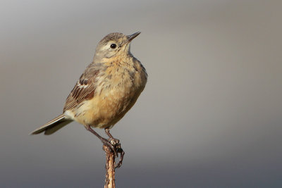 American Pipit