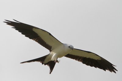 Swallow-tailed Kite