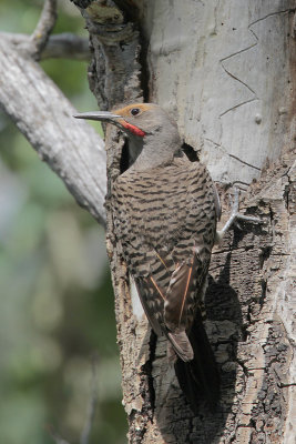 Northern Flicker