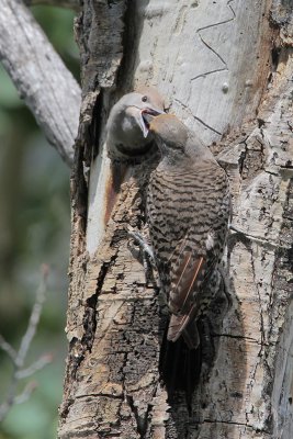 Northern Flicker