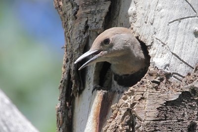 Northern Flicker