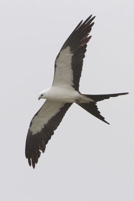 Swallow-tailed Kite