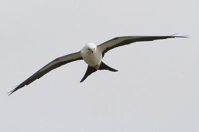 Swallow-tailed Kite