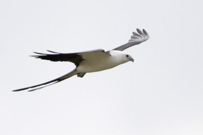 Swallow-tailed Kite