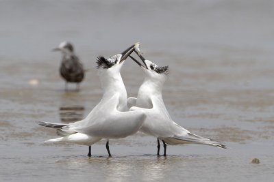 Sandwich Tern