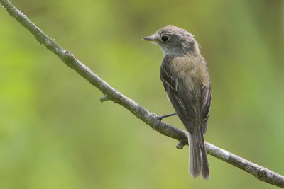 Least Flycatcher