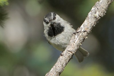 Mountain Chickadee