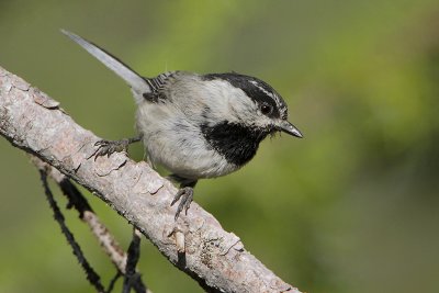 Mountain Chickadee