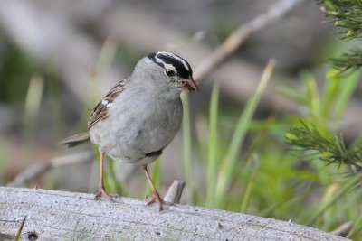 White-crowned Sparrow