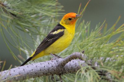 Western Tanager