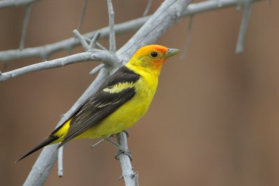 Western Tanager