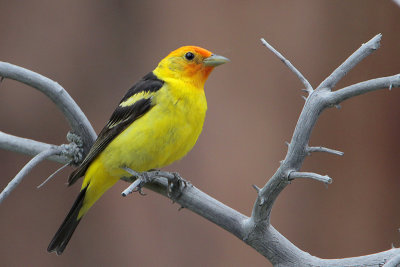 Western Tanager