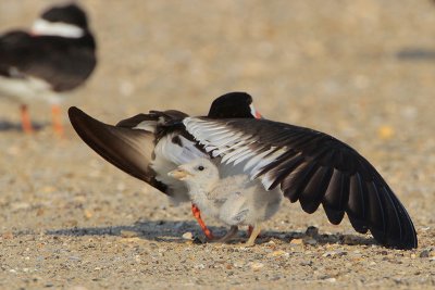 Black Skimmer