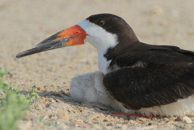 Black Skimmer