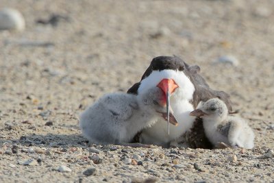 Black Skimmer