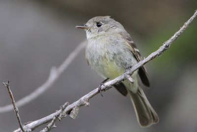 Dusky Flycatcher