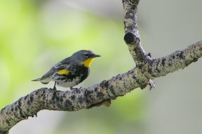 Yellow-rumped Warbler