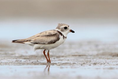 Piping Plover