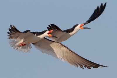 Black Skimmer
