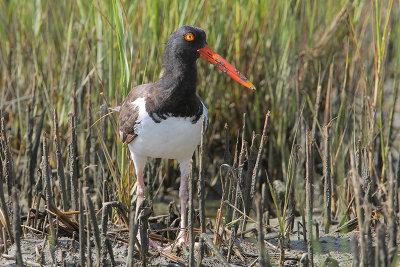 American Oystercatcher