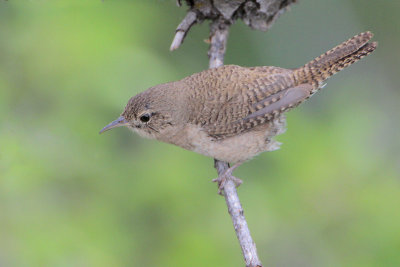 House Wren