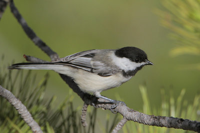 Black-capped Chickadee