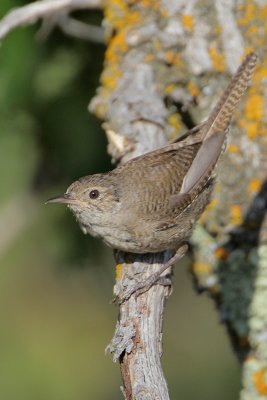 House Wren