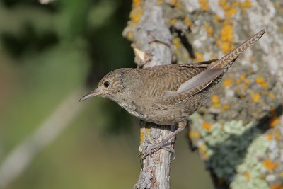 House Wren