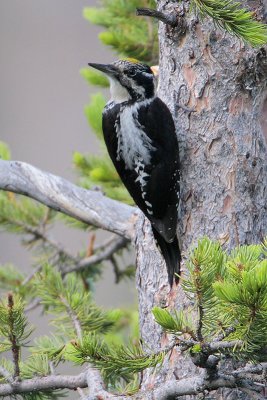 Three-toed Woodpecker