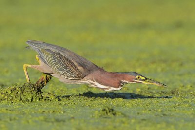 Green Heron