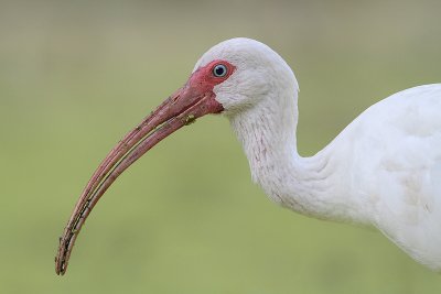 White Ibis