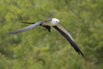 Swallow-tailed Kite