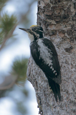 Three-toed Woodpecker