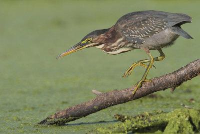 Green Heron