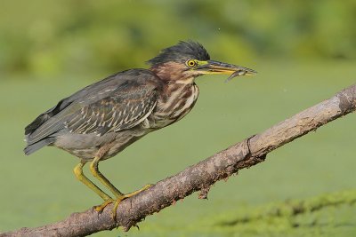 Green Heron