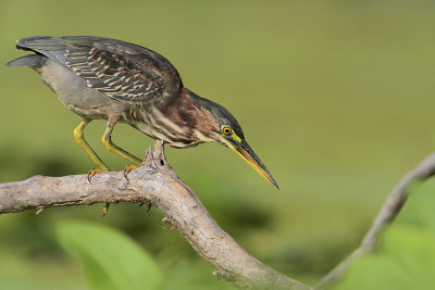 Green Heron