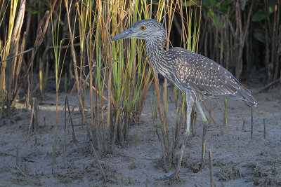 Yellow-crowned Night-Heron