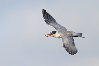 Caspian Tern