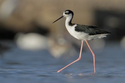 Black-necked Stilt