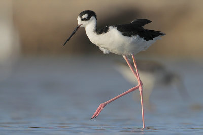 Black-necked Stilt