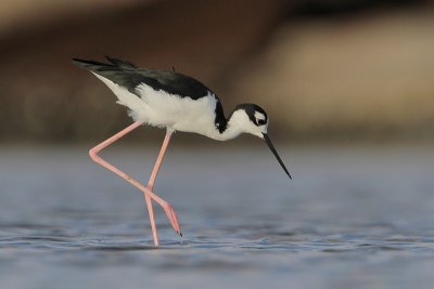 Black-necked Stilt