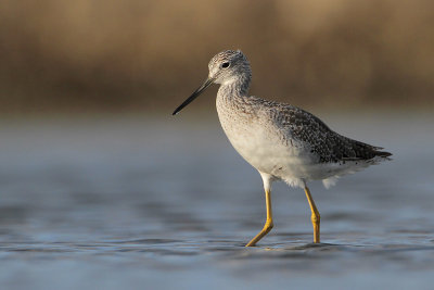 Greater Yellowlegs