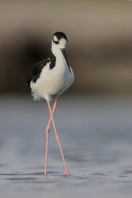 Black-necked Stilt